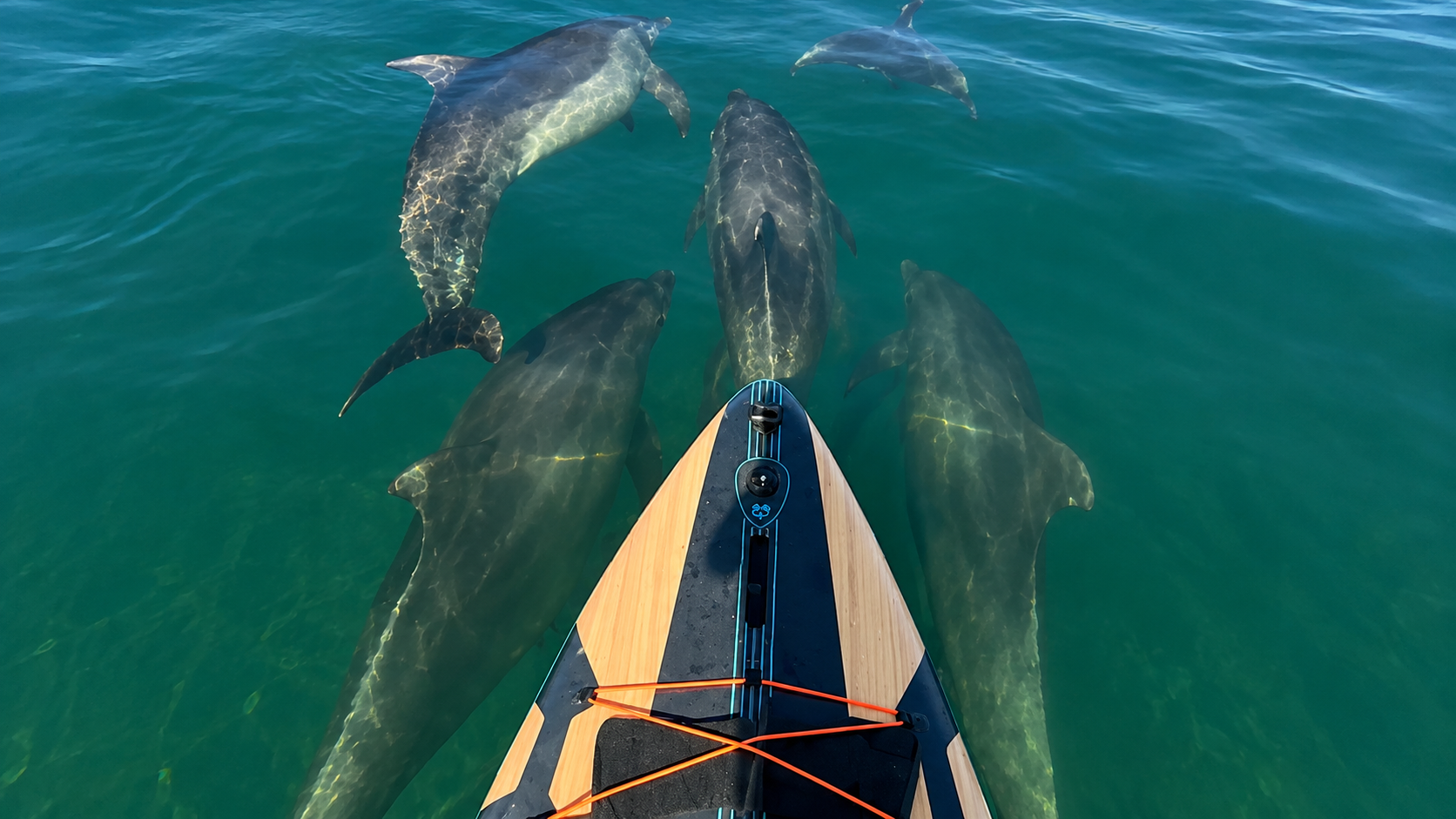 Escoltados por delfines